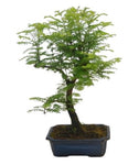 Bonsai Metasequoia Tree