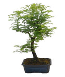 Bonsai Metasequoia Tree