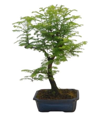 Bonsai Metasequoia Tree | Elegant Miniature Tree | Flowers Box London
