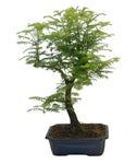 Bonsai Metasequoia Tree - Flowers Box London