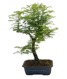 Bonsai Metasequoia Tree - Flowers Box London