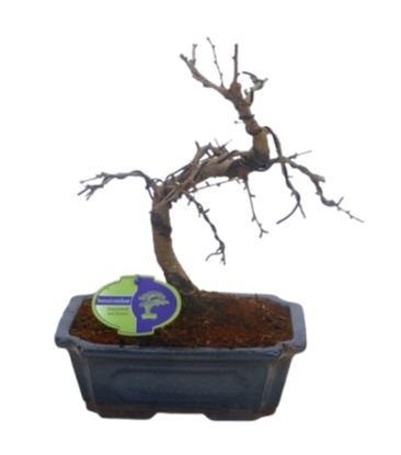 Bonsai Metasequoia Tree | Elegant Miniature Tree | Flowers Box London