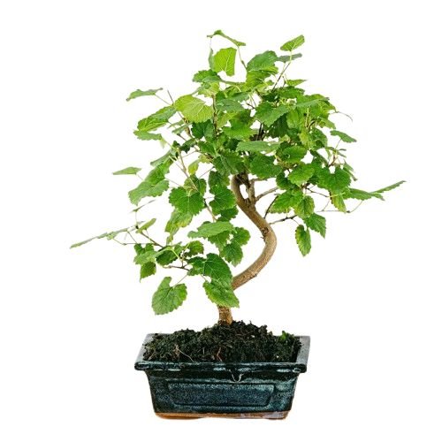Bonsai Morus Alba – Elegant Indoor Tree for Timeless Decor by Flowers Box  London