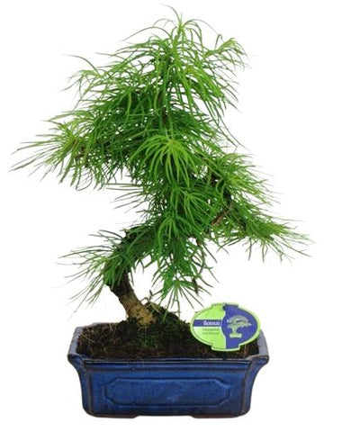 Bonsai Pseudolarix Amabilis
