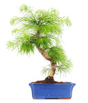 Bonsai Pseudolarix Amabilis - Flowers Box London