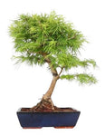 Bonsai Pseudolarix Amabilis - Flowers Box London