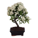 Bonsai Pyracantha Tree - Flowers Box London