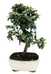 Bonsai Pyracantha Tree