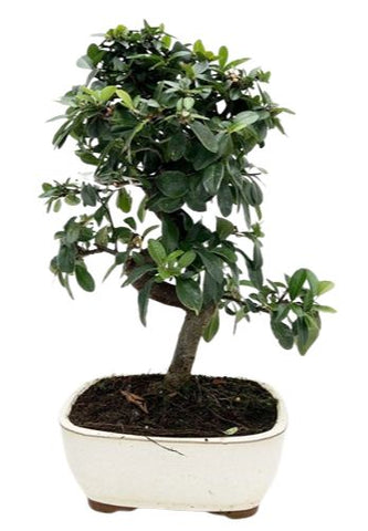 Bonsai Pyracantha Tree