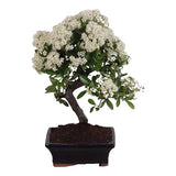 Bonsai Pyracantha Tree