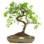 Bonsai Zelkova Serrata Tree - Flowers Box London