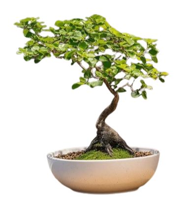 Bonsai Zelkova Serrata Tree