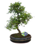 Bonsai Zelkova Serrata Tree - Flowers Box London