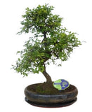 Bonsai Zelkova Serrata Tree - Flowers Box London
