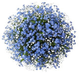 Bouquet Blue Forget Me Not with Gypsophila - Flowers Box London