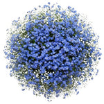 Bouquet Blue Forget Me Not with Gypsophila