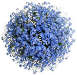 Bouquet Blue Forget Me Not with Gypsophila