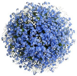 Bouquet Blue Forget Me Not with Gypsophila - Flowers Box London