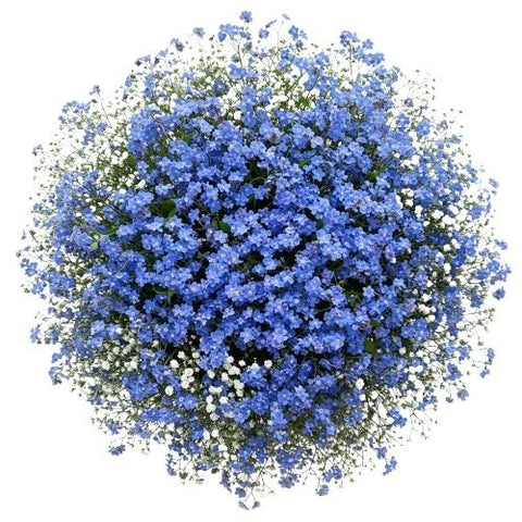 Bouquet Blue Forget Me Not with Gypsophila - Flowers Box London