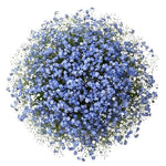 Bouquet Blue Forget Me Not with Gypsophila - Flowers Box London