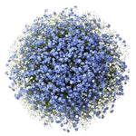Bouquet Blue Forget Me Not with Gypsophila