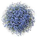 Bouquet Blue Forget Me Not with Gypsophila