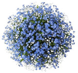 Bouquet Blue Forget Me Not with Gypsophila