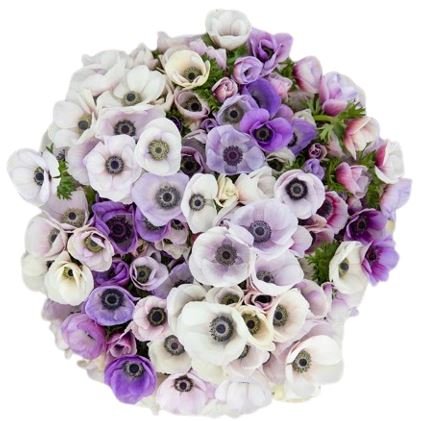 Bouquet of Bicolored Anemone - Flowers Box London
