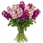 Bouquet of Cerise and Pink Stocks - Flowers Box London