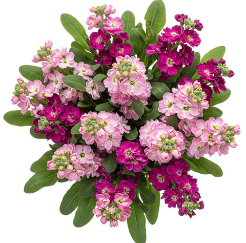 Bouquet of Cerise and Pink Stocks