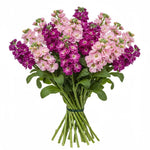 Bouquet of Cerise and Pink Stocks - Flowers Box London