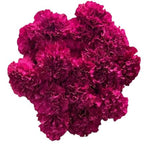 Bouquet of Cerise Carnations