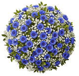 Bouquet of Cornflowers with Gypsophila - Flowers Box London