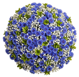 Bouquet of Cornflowers with Gypsophila - Flowers Box London