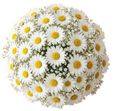 Bouquet of Daisies with Gypsophila - Flowers Box London