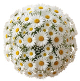 Bouquet of Daisies with Gypsophila - Flowers Box London