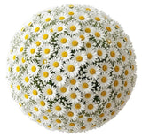 Bouquet of Daisies with Gypsophila - Flowers Box London