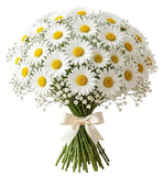 Bouquet of Daisies with Gypsophila - Flowers Box London