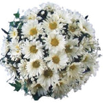 Bouquet of Daisies with Gypsophila - Flowers Box London