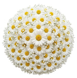 Bouquet of Daisies with Gypsophila - Flowers Box London