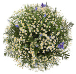 Bouquet of Daisy Tanacetum and Iris with Greenery - Flowers Box London