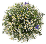 Bouquet of Daisy Tanacetum and Iris with Greenery - Flowers Box London