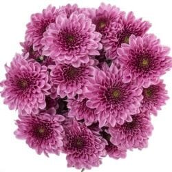 Bouquet of Dark Pink Chrysanthemum - Flowers Box London