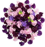 Bouquet of Deep Purple and Pink Sweet Pea - Flowers Box London
