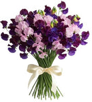 Bouquet of Deep Purple and Pink Sweet Pea
