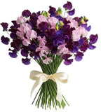 Bouquet of Deep Purple and Pink Sweet Pea
