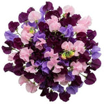 Bouquet of Deep Purple and Pink Sweet Pea
