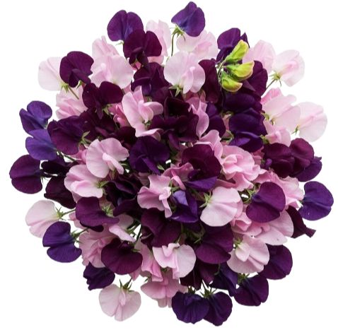 Bouquet of Deep Purple and Pink Sweet Pea