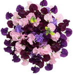 Bouquet of Deep Purple and Pink Sweet Pea