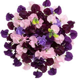 Bouquet of Deep Purple and Pink Sweet Pea